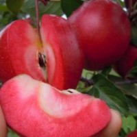 蘋果苗價格 紅肉蘋果苗