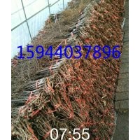 葡萄苗、吉林出售葡萄苗、長春葡萄苗、德惠葡萄苗