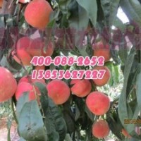 錦宏金秋紅蜜桃苗價格