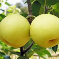 山西絳縣永華苗圃梨樹苗 梨樹批發(fā)