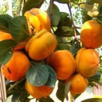 3-15公分一級柿子樹出售