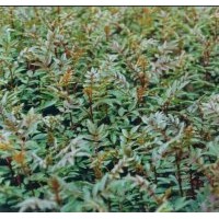 供應(yīng)花椒苗，冬棗苗，冬棗苗