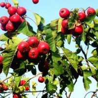 臨沂沂蒙山楂苗，大五棱山楂苗，大金星山楂苗