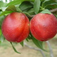 臨沂桃樹苗供應(yīng)，晚熟桃苗，映霜紅桃苗，夏之夢桃苗等