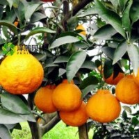 澤熙正品供應(yīng)不知火丑八怪桔苗果苗嫁接果苗批發(fā)