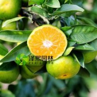 澤熙正品供應(yīng)特早熟大分一號(hào)桔苗果苗嫁接果苗批發(fā)