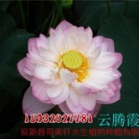 荷美軒|荷花苗|白洋淀荷花苗