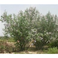 批發(fā)紫色丁香花苗、太原紫色丁香花苗、弘源苗木