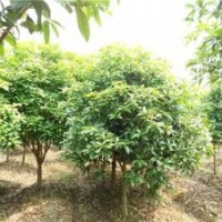 汝陽(yáng)縣桂花樹,利源桂花,桂花樹丹桂