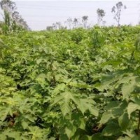 構(gòu)樹種子_構(gòu)樹_鑫森源(多圖)