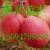 梨樹(shù)苗 紅香酥梨苗價(jià)格 行情
