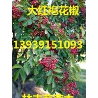 河南省哪里有獅子頭花椒樹苗、無刺花椒的產(chǎn)量、靈寶大紅袍花椒樹
