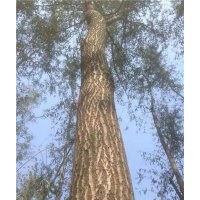 竹柳插條,臨沂竹柳,峻峰竹柳(查看)