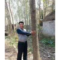 竹柳栽植|廣西竹柳|峻峰竹柳(查看)