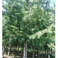 綠都園林、北京銀杏樹、銀杏樹苗價格