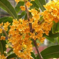 莎莎園藝,青海丹桂苗木,丹桂苗木供應(yīng)