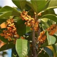 丹桂苗木批發(fā)_貴州丹桂苗木_莎莎園藝(圖)