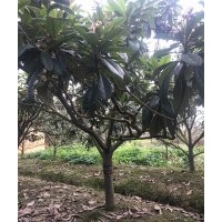 成都精品枇杷果樹基地枇杷果樹價(jià)格枇杷果樹直銷8-15公分枇杷