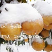 銷量領(lǐng)先的晚秋黃梨苗火熱銷售中