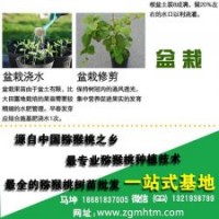 獼猴桃樹(shù)、坤威獼猴桃苗、獼猴桃樹(shù)苗