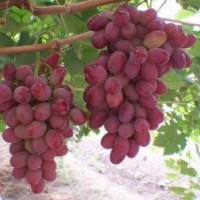 壽光弗雷無(wú)核葡萄|弗雷無(wú)核葡萄|魯粒大棚葡萄苗