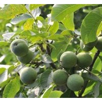 核桃苗木生產(chǎn)廠家/魯粒核桃苗木/核桃苗木銷售商