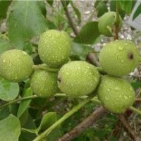 合肥8518核桃苗木、洛林苗圃、8518核桃苗木培育基地