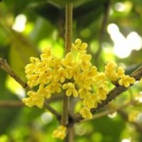 四川桂花樹(shù)苗,莎莎園藝,四季桂花樹(shù)苗