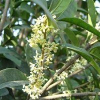 北京桂花苗_莎莎園藝_桂花苗圃