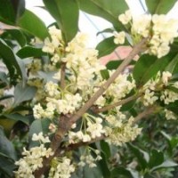 桂花苗木場(chǎng)|山西桂花苗|莎莎園藝(查看)