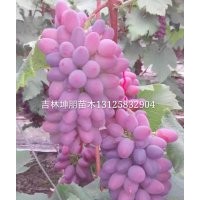 出售著色香葡萄苗 遼寧著色香快苗，營養(yǎng)缽著色香葡萄苗