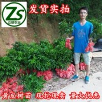 黃皮樹苗、雞心黃皮、無核黃皮