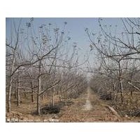 山西蘋果樹 占地蘋果樹 蘋果樹規(guī)格