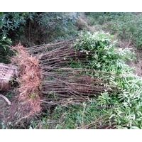 花椒苗 花椒苗價(jià)格