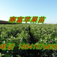 寒富蘋果苗—批發(fā)2刀寒富蘋果苗