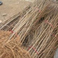 【晉南苗木】毛桃苗山桃苗