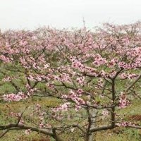 出售桃樹、核桃樹、蘋果樹、梨樹、棗樹