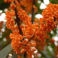 桂花小苗包郵,西青區(qū)桂花小苗,莎莎園藝(查看)