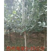 星衛(wèi)苗木_海棠_海棠苗供應(yīng)商