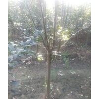 星衛(wèi)海棠|青島海棠|海棠苗圃