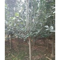 海棠、星衛(wèi)海棠、海棠工程苗