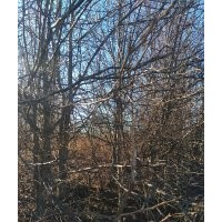 大量出售山梨樹