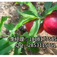 遂寧嫁接茵紅李