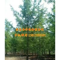 16公分銀杏樹(shù)價(jià)格|銀杏樹(shù)價(jià)格|千順銀杏(查看)
