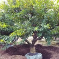 批發(fā)盆栽石榴樹(shù)，供應(yīng)盆栽石榴樹(shù)