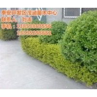 毛冬青價(jià)格,冬青,瀅涵苗木中心(多圖)