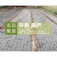 無花果苗_<惠星農(nóng)場>_金華無花果苗種哪家好