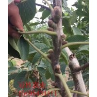 優(yōu)質(zhì)核桃種苗 冠核一號矮化薄皮核桃苗 當(dāng)年見果