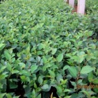 山東吉塞拉扦插小苗批發(fā)供應(yīng)