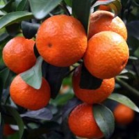 湖南果樹苗 砂糖桔種苗 橘子樹苗 早熟無核沙糖桔苗 基地直銷品種